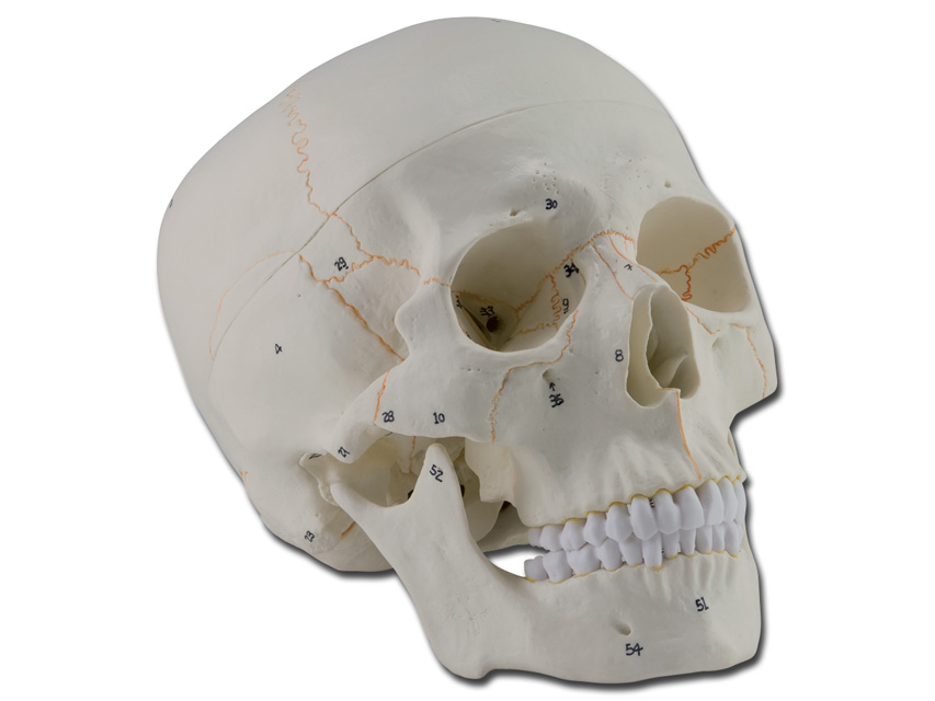 HUMAN SKULL - 1X - 3 PARTS - NUMERATED1