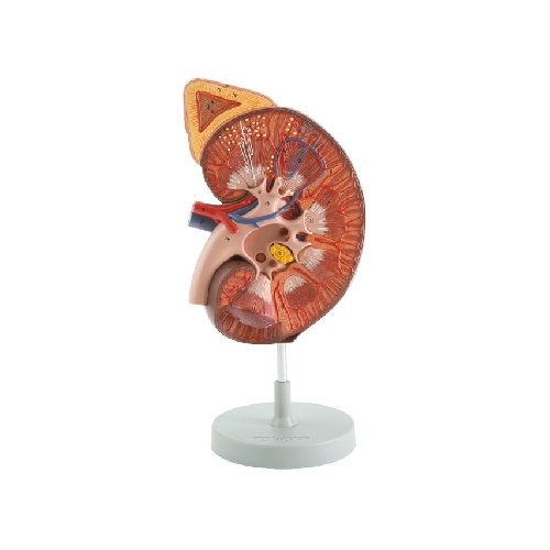 1 KIDNEY WITH ADRENAL GLAND + RENAL CORPUSCLE