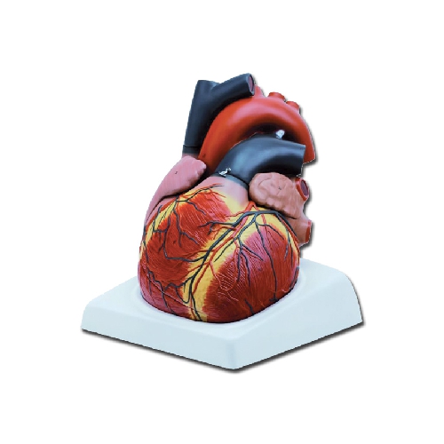 4 HEART - 4 PARTS - 3X