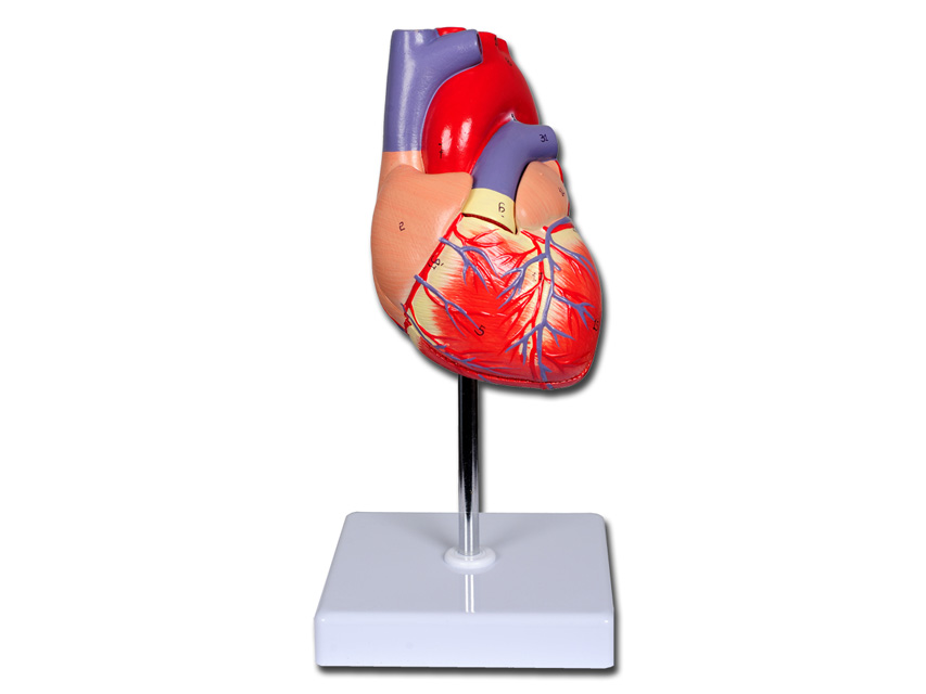 value heart - 2 parts - 1x1