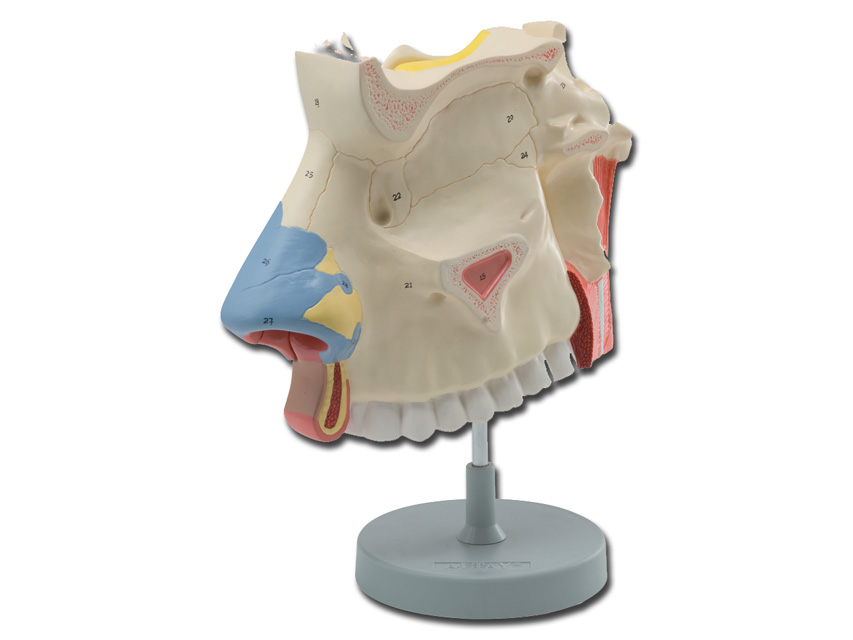 nasal cavity - 3x1