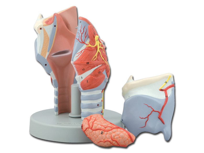 larynx model - 5 parts - 2x1