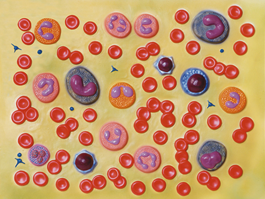 blood cells - 2000x1