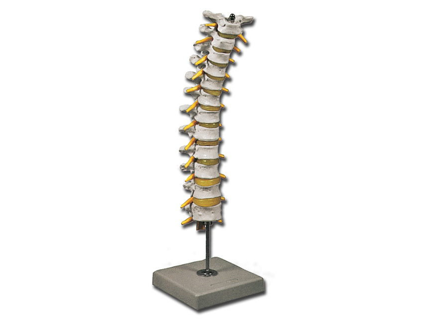 thoracic spinal column1