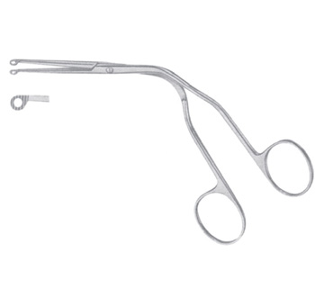 Magillas spailes - 15 cm