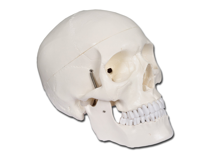 value human skull - 1x 1