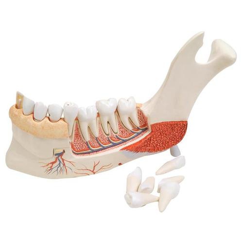 advanced half lower jaw with